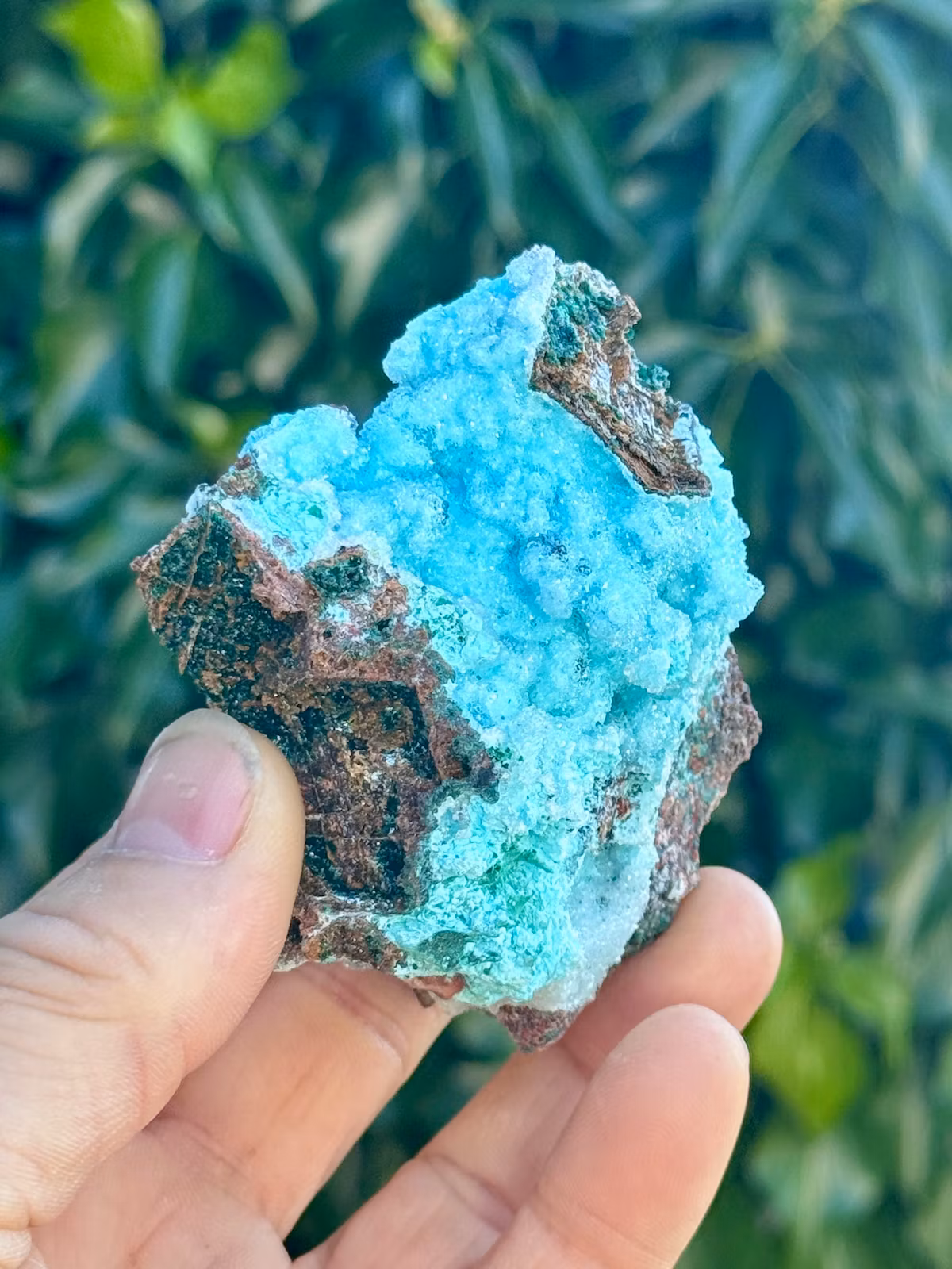 Krysokolla och Dolomit täckt av druzy bergkristall, AAA-kvalitet