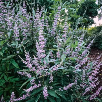 Munkpeppar (Agnus castus) pulver