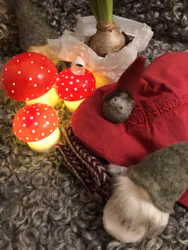 Mysteristickning Millas Vintervante25 - stickmönster