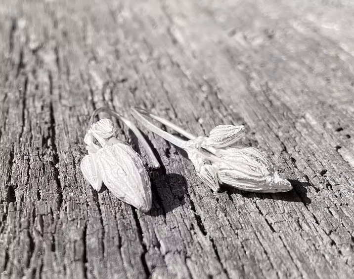 Silverörhängen Blomknopp