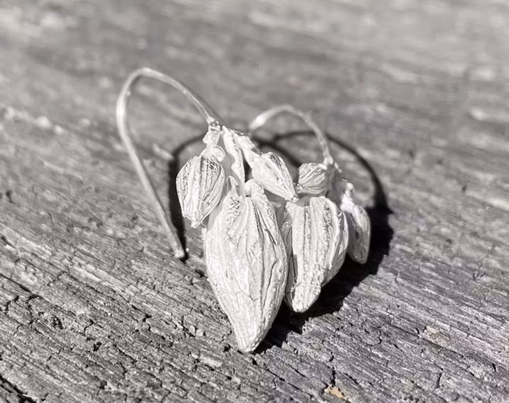 Silverörhängen Blomknopp