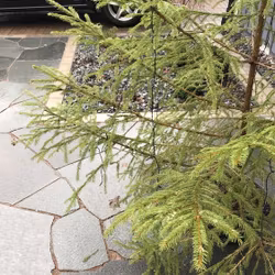 Offerdal Natur Mark: Oregelbunden liten x 10-20 mm