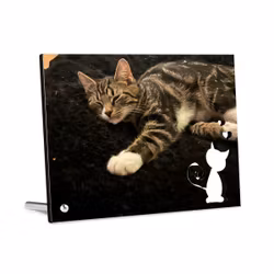 Fotopanel med katt