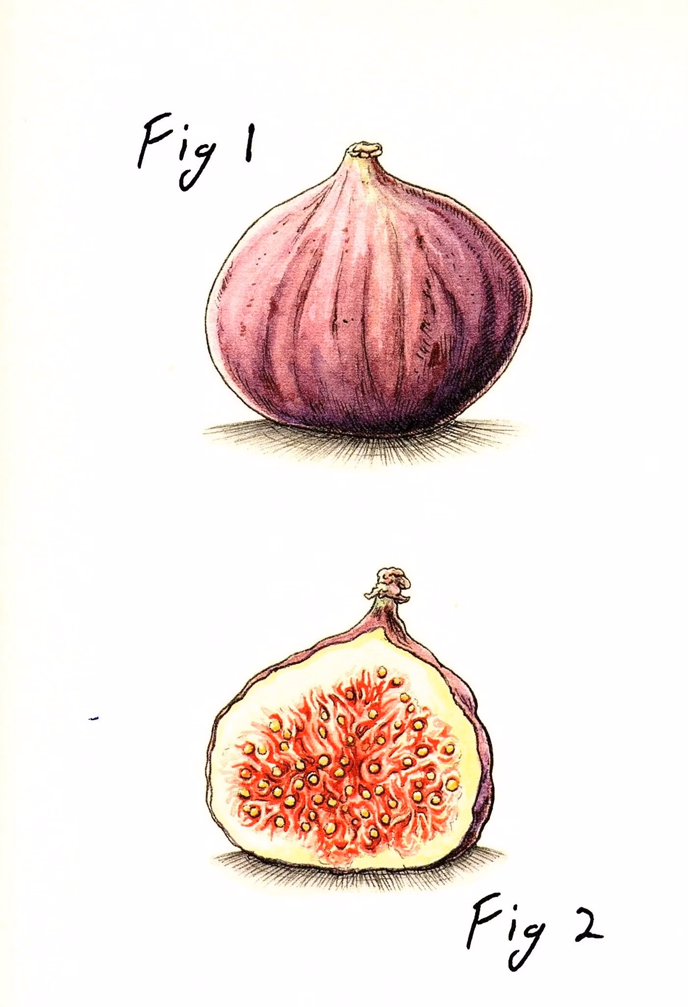 Kort Bewilderbeest `Fig`