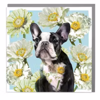 Card Full Bloom French Bulldog and White Daisy Flowers