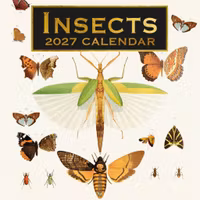 Insects