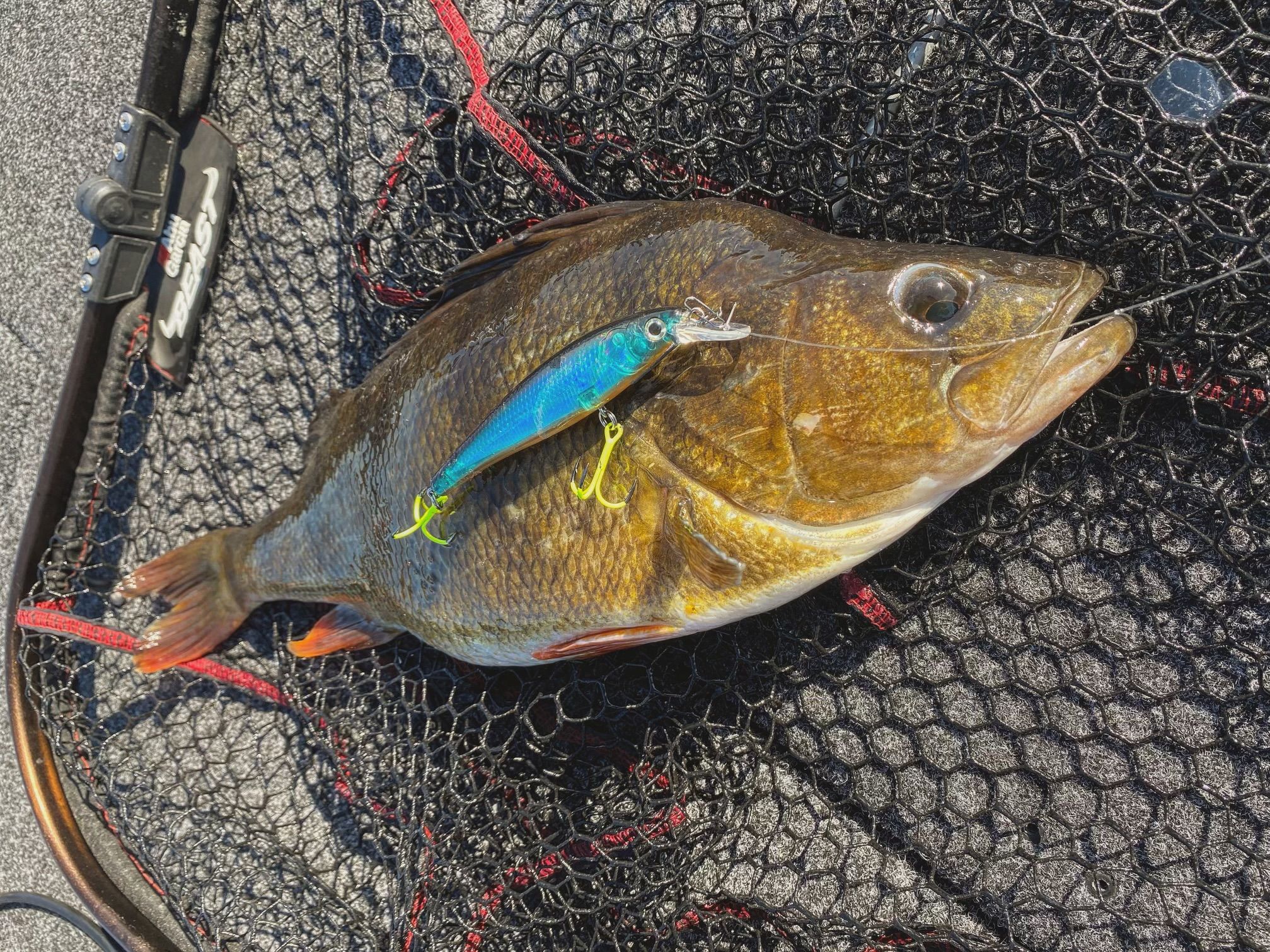Beastly Minnow