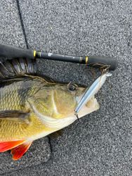 Beastly Minnow