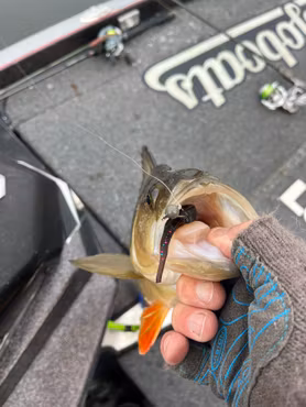 Beastly Twist 5pack 9cm 2,5g kommer snart!