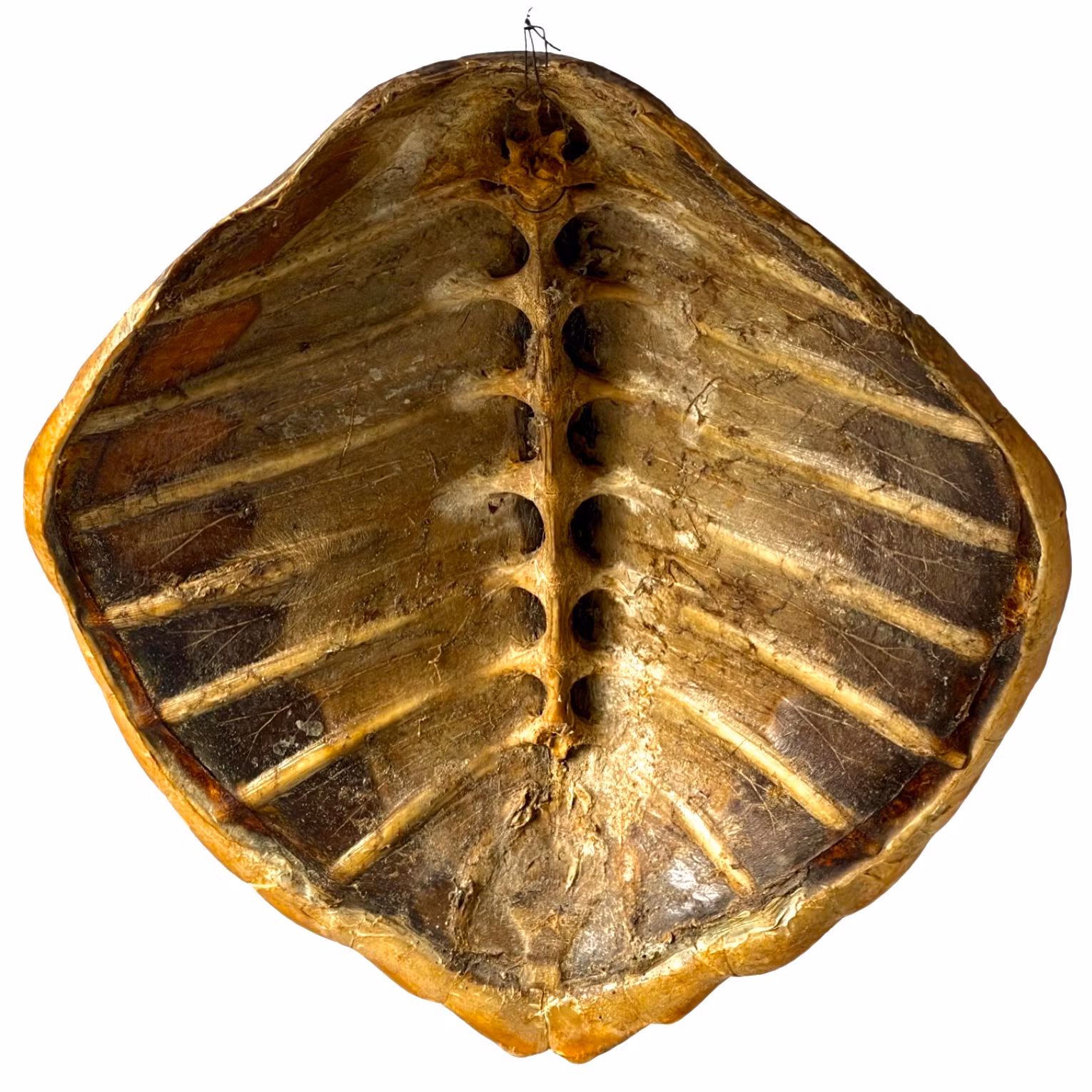 Kilpikonnakilpi, 1800-luku