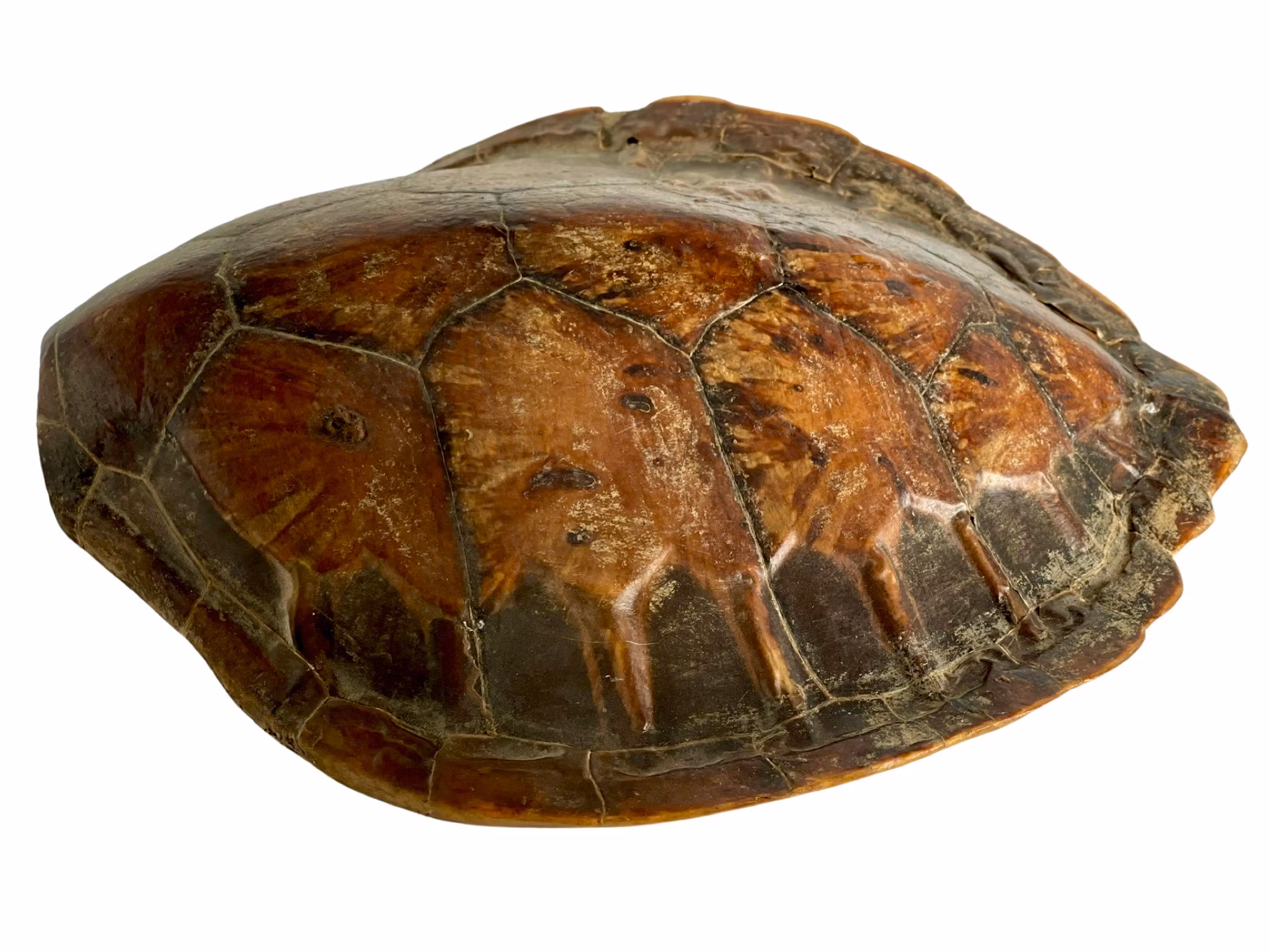 Kilpikonnakilpi, 1800-luku