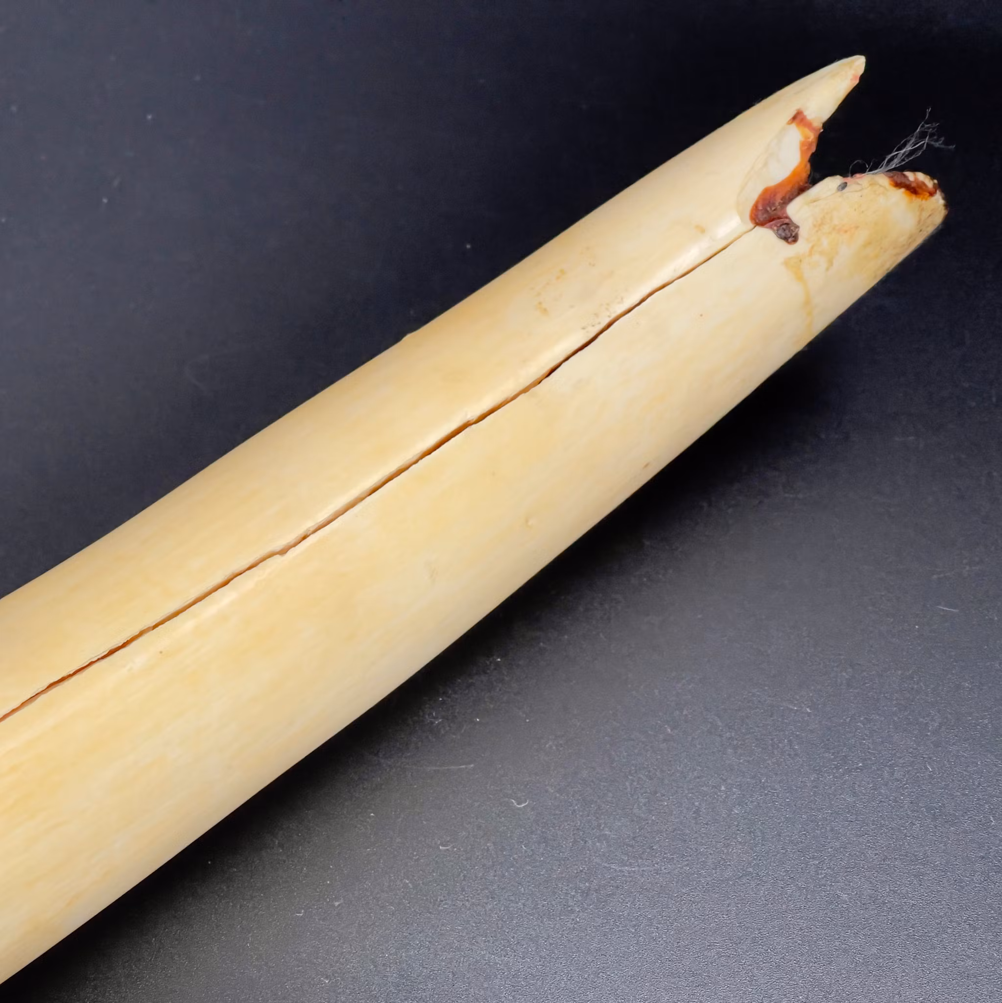 African elephant tusk/ivory, 18th century
