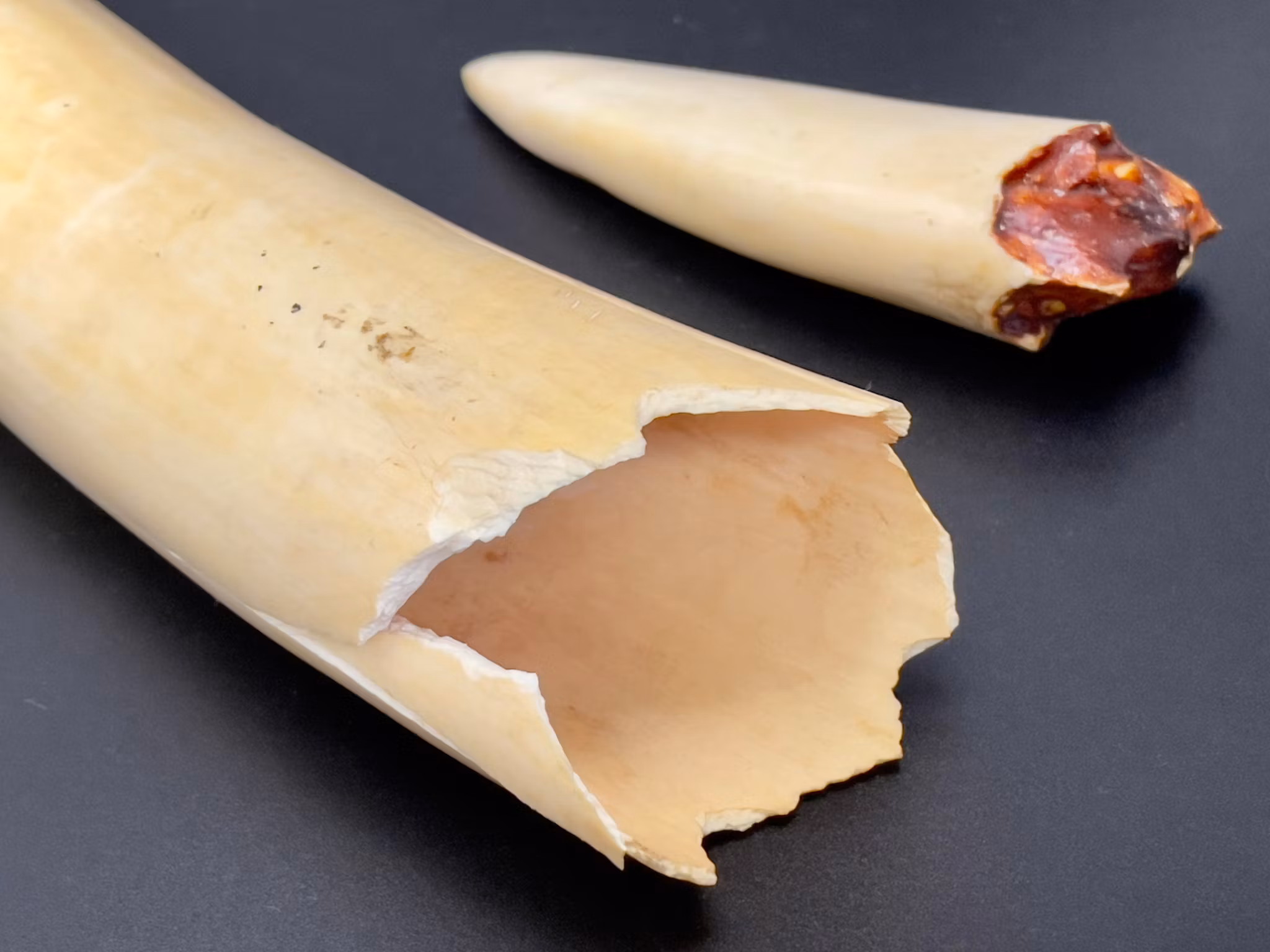 African elephant tusk/ivory, 18th century