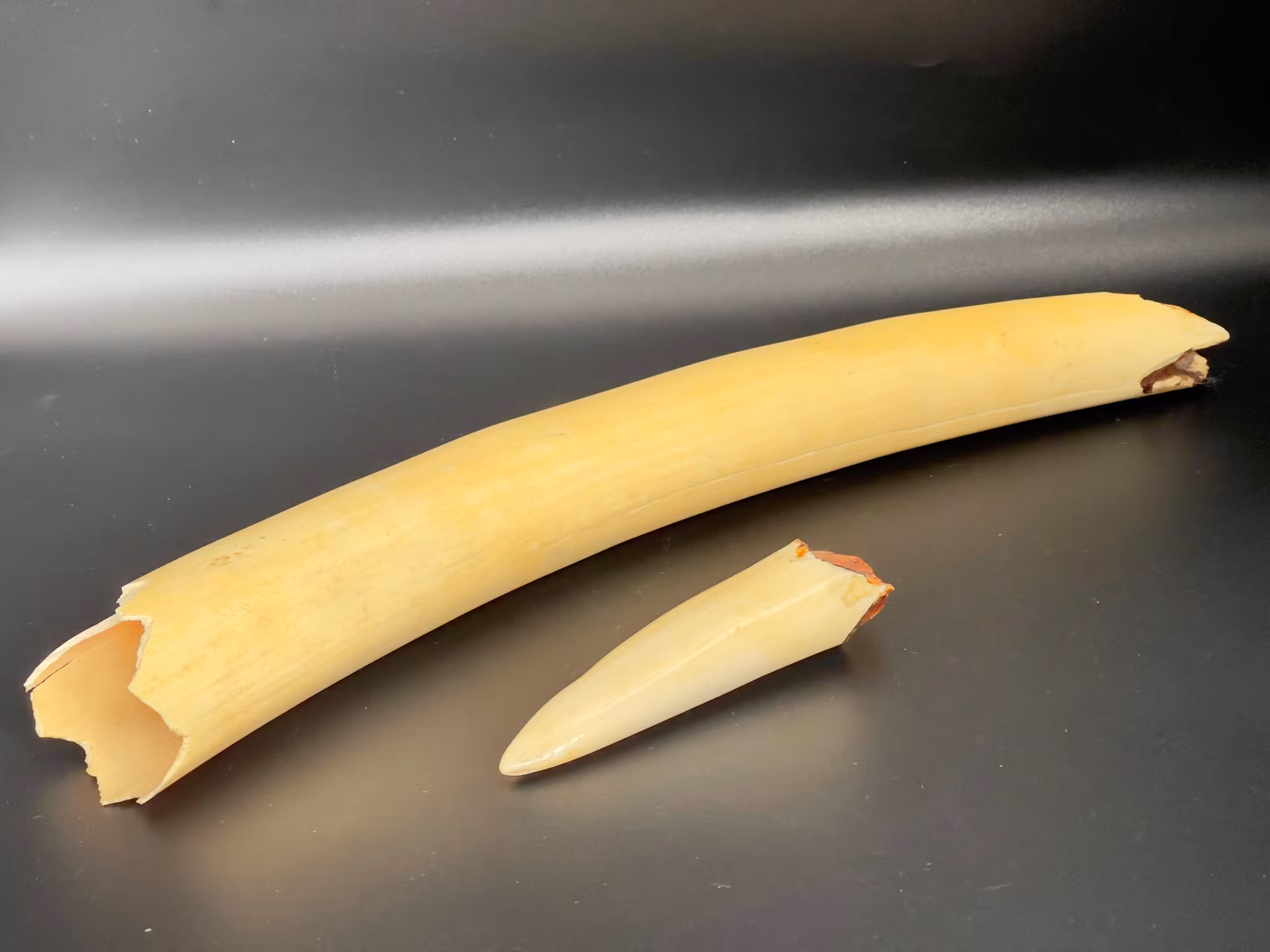 African elephant tusk/ivory, 18th century