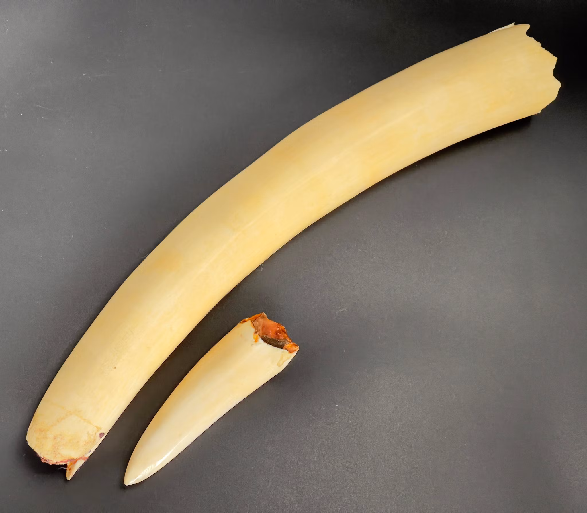 African elephant tusk/ivory, 18th century