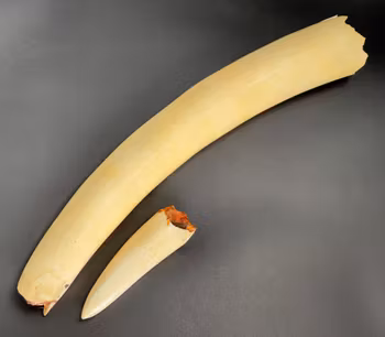 Afrikansk elefant tusk / elfenben, 1700-talet