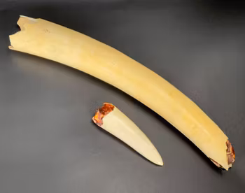 Afrikansk elefant tusk / elfenben, 1700-talet