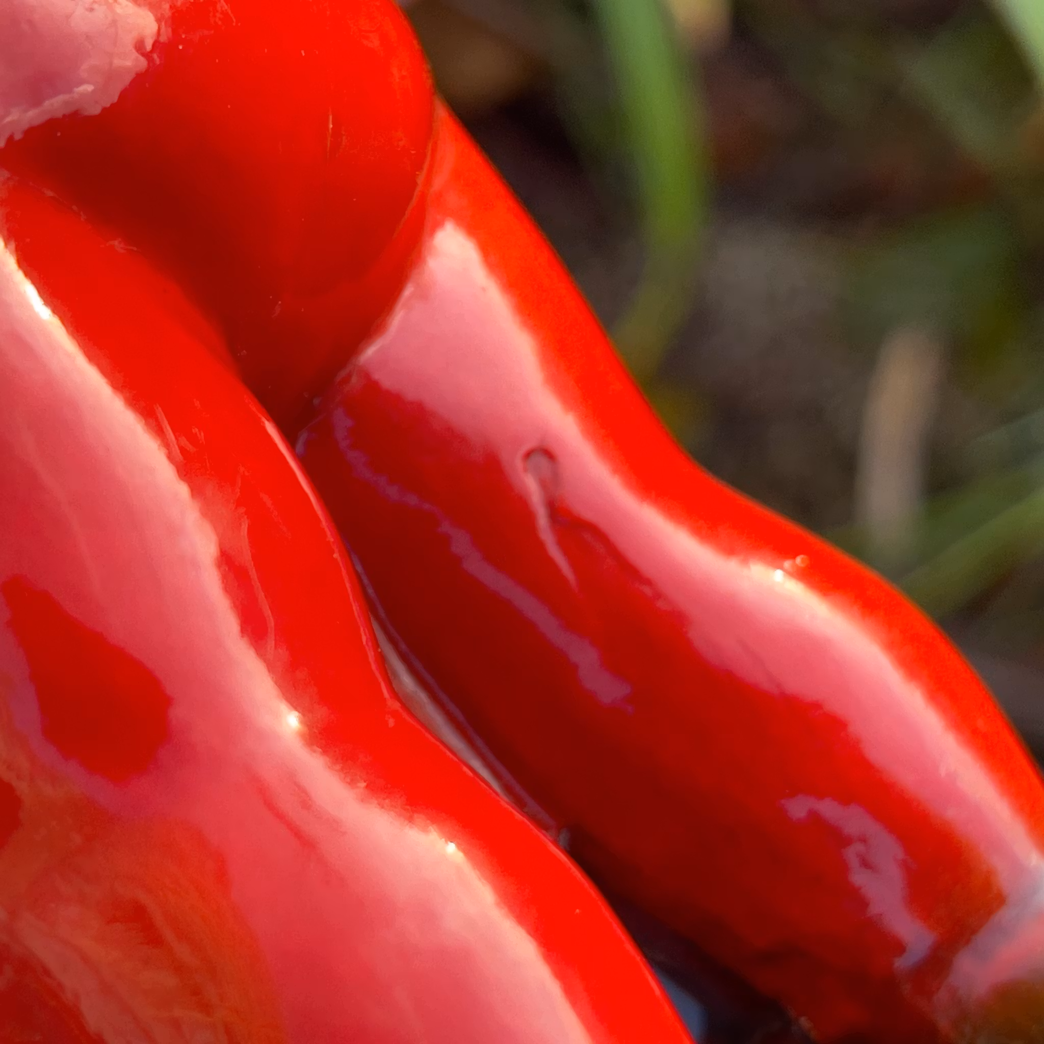 Antieke Tomte, terracotta, begin 20e eeuw