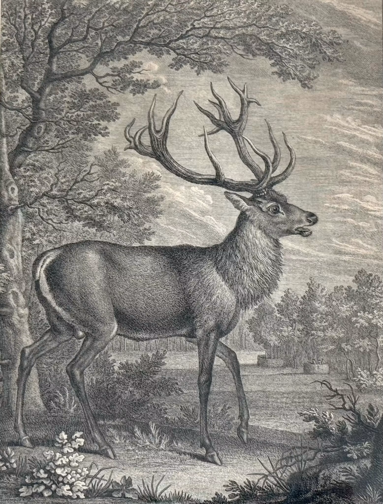 Martin Elias Ridinger