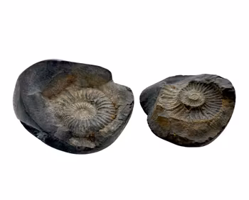 Ammoniter Fossil