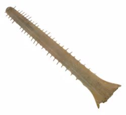 Antik sågfisk Rostrum
