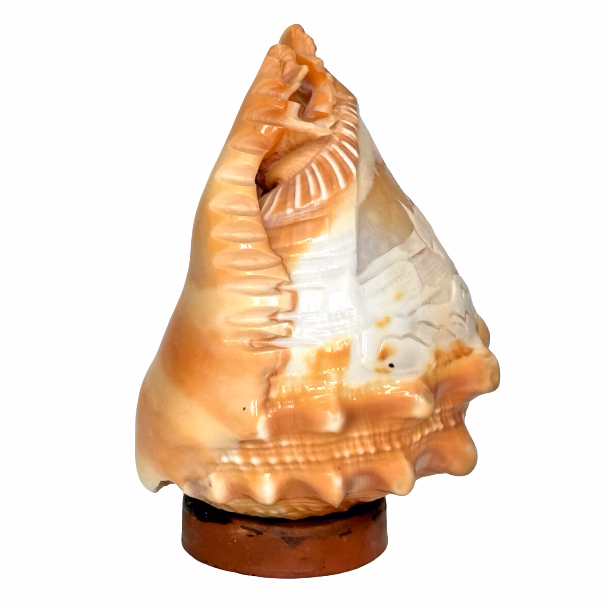 Vintage handsnidad snäckskal