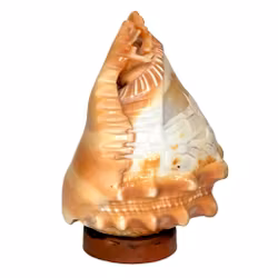 Vintage handsnidad snäckskal