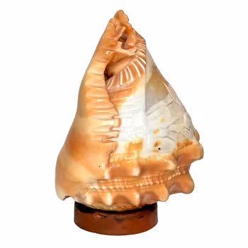 Vintage handsnidad snäckskal