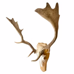 JAGDTROPHÄE, vermutlich Damhirsch, Mitte 20. Jahrhundert.