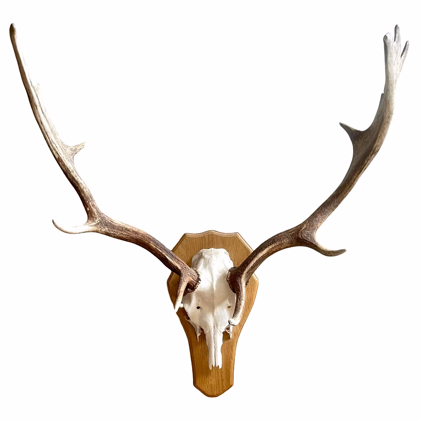 JAKTTROFÈ, sannolikt dovhjort, 1900-talets mitt.