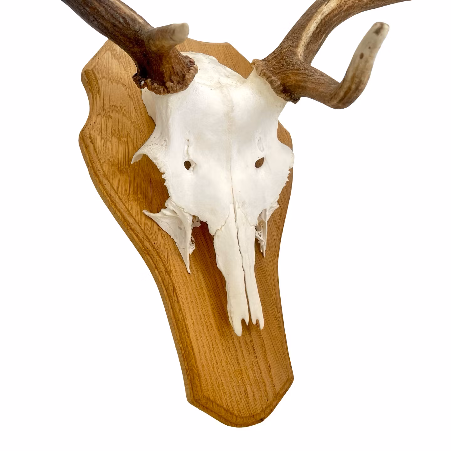 JAKTTROFÈ, sannolikt dovhjort, 1900-talets mitt.