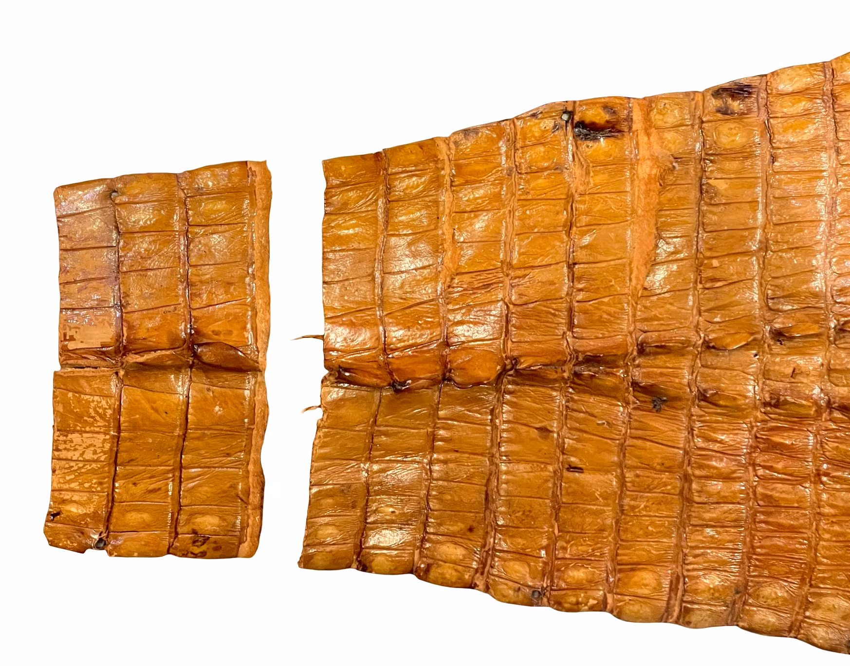 Antik uppstoppad krokodil - sekelskifte 1900-tal