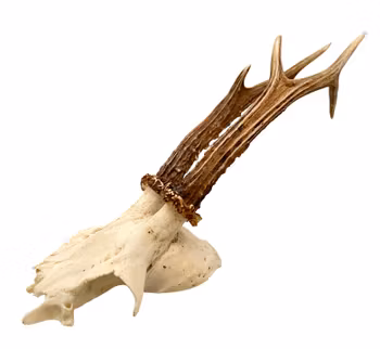 Rådjurskranium med horn - Naturtrogen och dekorativ