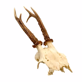 Rådjurskranium med horn - Naturtrogen och dekorativ