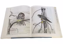 Europas Rovfåglar - Gunnar Pettersson (Inbunden, illustrerad)