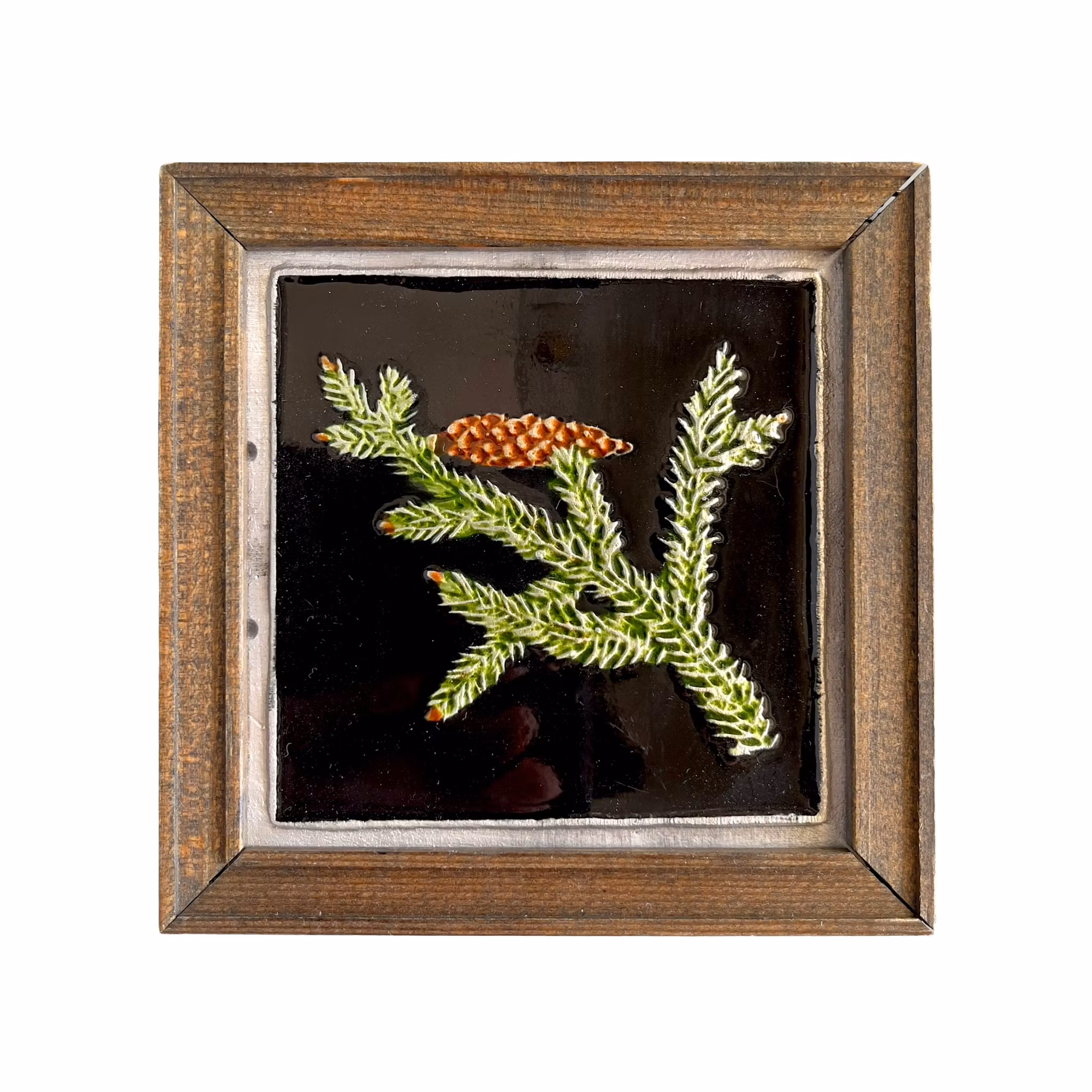 Sivert Källdén emaljtavla - Gran (Picea abies) - Medelpad