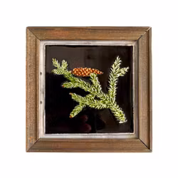 Sivert Källdén emalimaalaus - Kuusi (Picea abies) - Medelpad