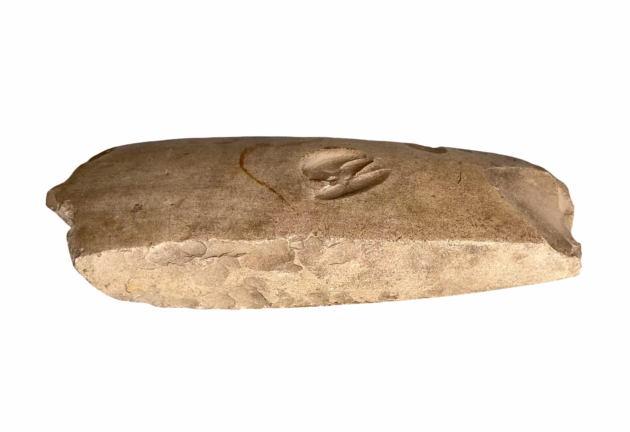 Stor och kraftig stenyxa - Yngre stenåldern - Neolitikum ca 4000-2300 f.Kr.