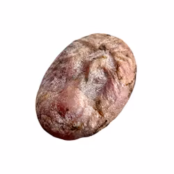 Antiker römischer geschnitzter natürlicher Rubin 52 ct - Löwe im Relief - Frühe Römische Republik - 500-300 v. Chr.