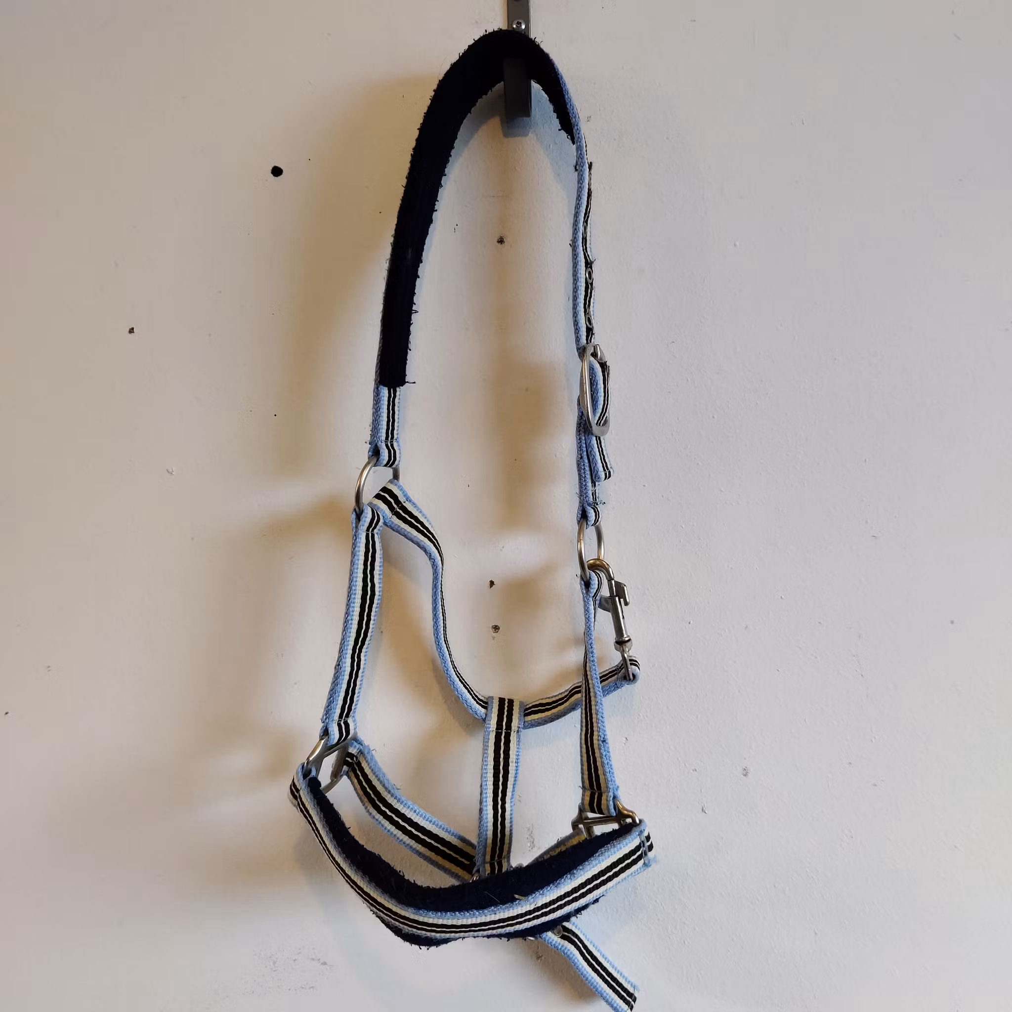 Blårandig grimma COB