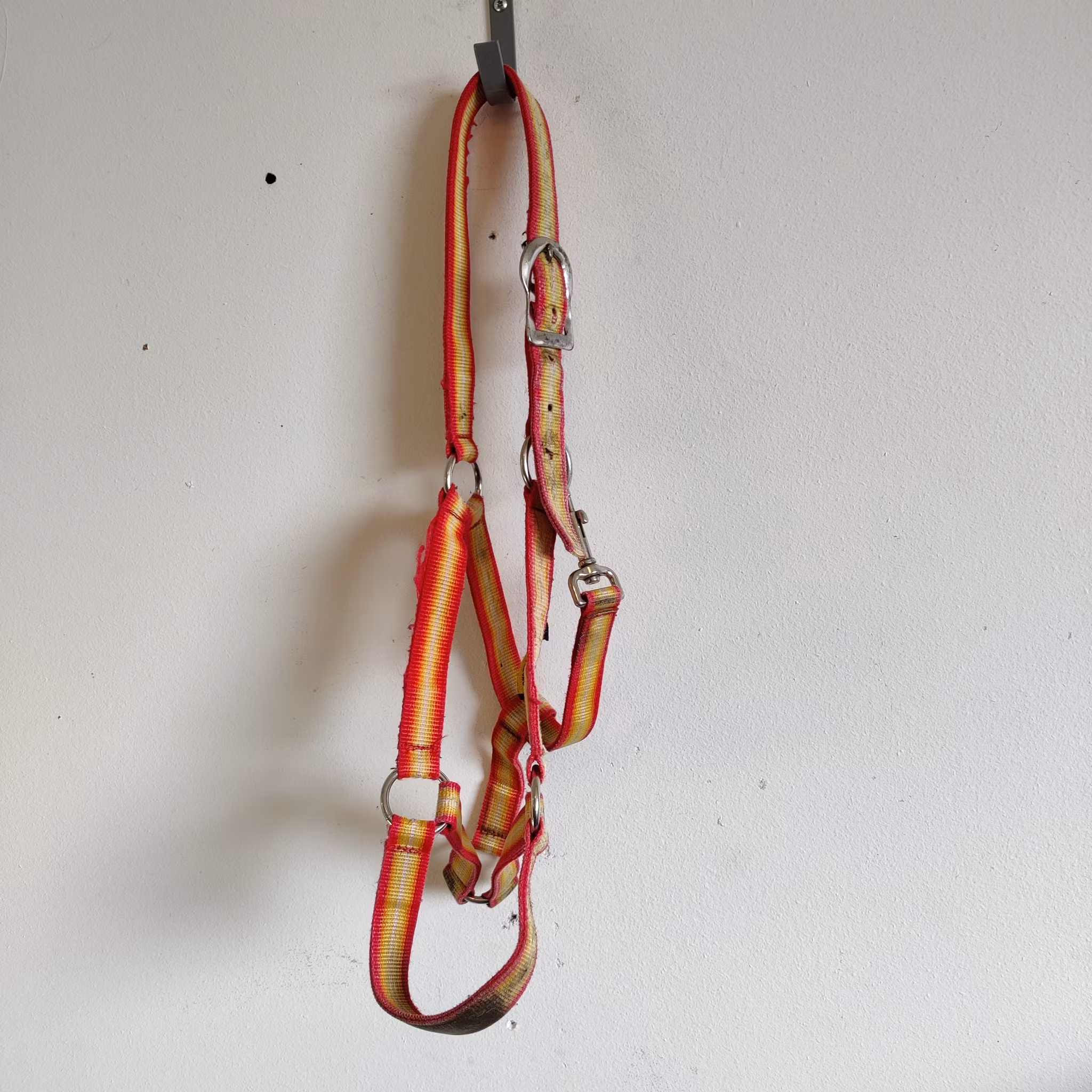 Gulröd grimma Globus COB
