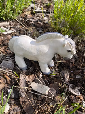 Galopperande gråblack knubbis fjording