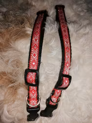 reglerbara halsband 15mm i flera färger