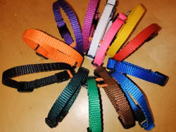 Valpmärkningshalsband