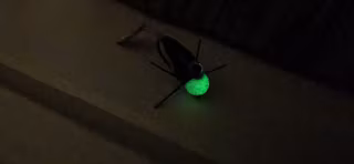 TFISH CRITTER, Black and glow, Ahrex krok