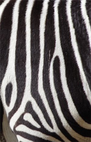 Zebrarandig