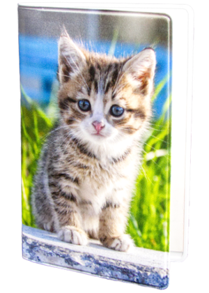 Kattunge på sten
