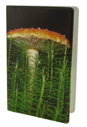 Fly agaric