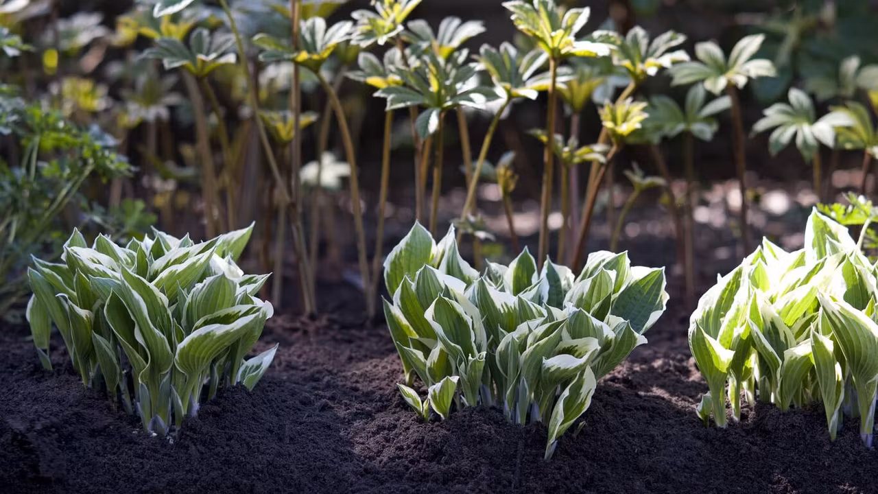 Hasselfors Garden Rabattjord -Tipplass