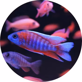 Zooimport > Akvariedjur till salu